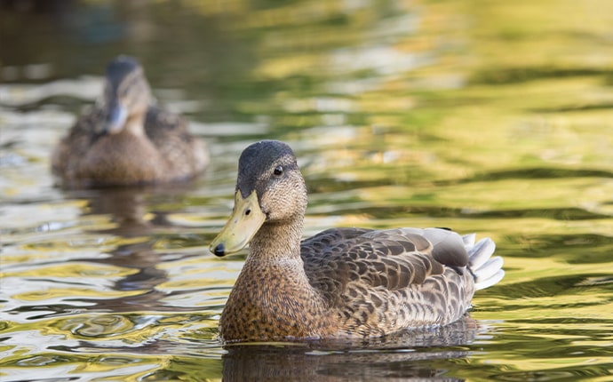 Duck Pond Park in buckhead atlanta