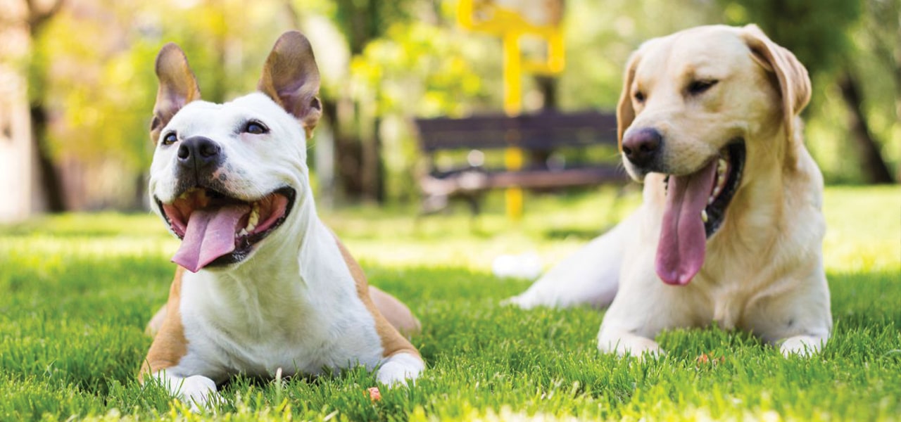 Dogs laying on lawn