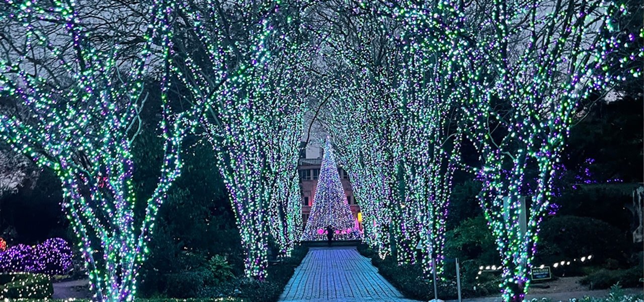 trees decorated with lights in Altanta